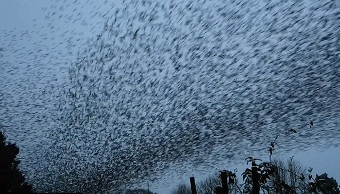 برطانیہ: ہزاروں پرندوں کے جھنڈ نے بادلوں سامنظر تخلیق کردیا، لوگ پریشان 