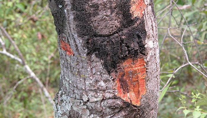 میرپورخاص،درختوں میں’ سڈن ڈیتھ‘ نامی بیماری کا حملہ