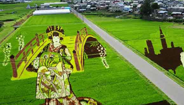 جاپان کسانوں کاچاول کے کھیتوں میں فن مصوری کا مظاہرہ