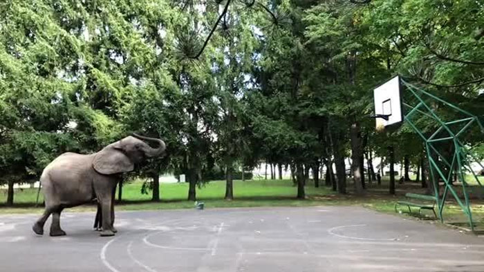 ہاتھی کا باسکٹ بال کھیلنے کا شاندار انداز 