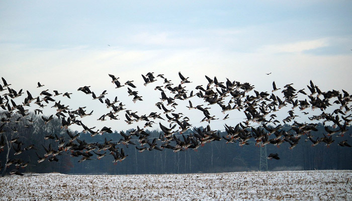 ضلع بدین :سرد ممالک سےنایاب آبی پرندوں کی آمد