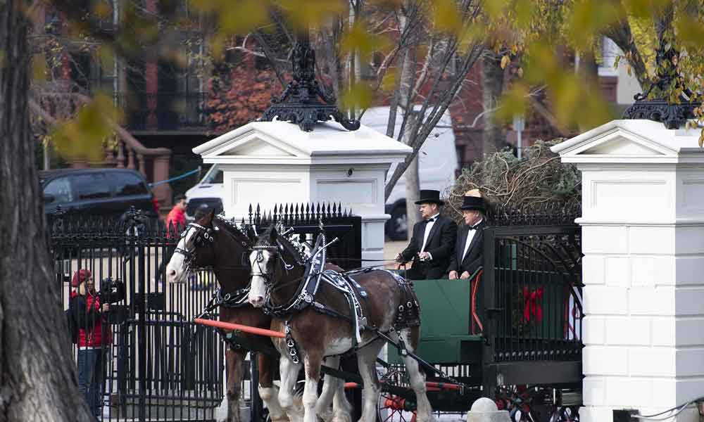 وائٹ ہاؤس میں ’کرسمس ٹری‘ پہنچ گیا 