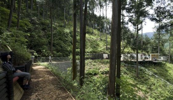 Forest Therapy Is A New Practice In Belgium