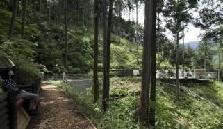 Forest Therapy Is A New Practice In Belgium