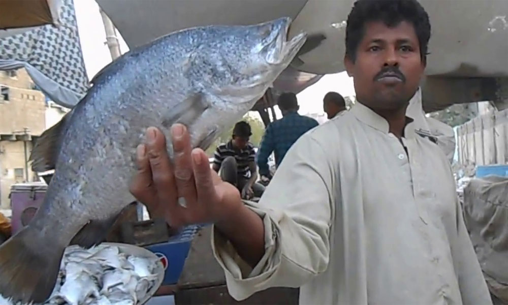 دریائے سندھ کی کس مچھلی کی مانگ بڑھ گئی؟