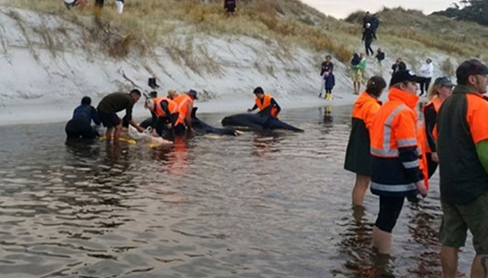 ساحل پر آنے والی وہیل مچھلیوں کو سمندر میں چھوڑ دیا گیا