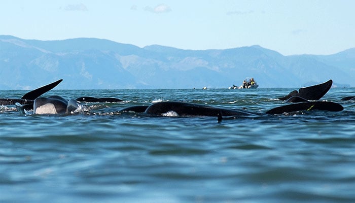 ساحل پر آنے والی وہیل مچھلیوں کو سمندر میں چھوڑ دیا گیا