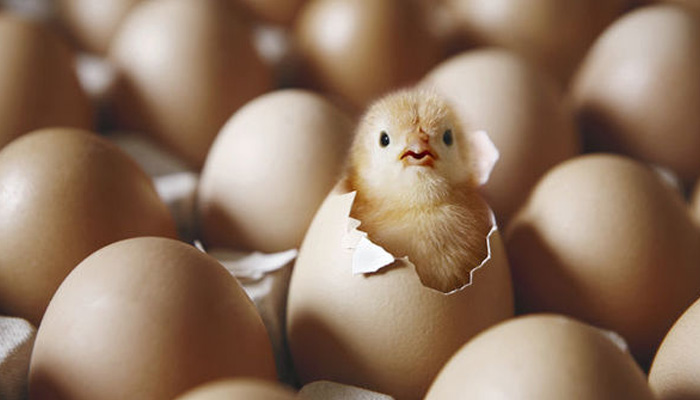 کیا معیشت کا پہیا مرغی اور انڈوں سے چلے گا؟