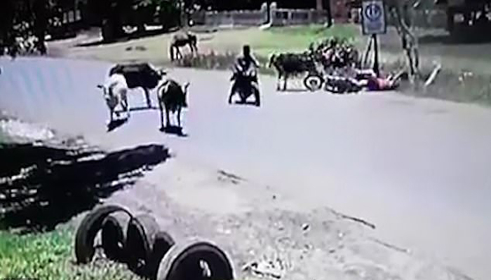 پیراگوئے :گائے نےبائیک سوار خاتون پر حملہ زخمی کردیا