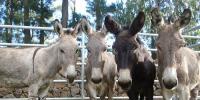 Number Of Donkeys In World What Number Of Pakistan
