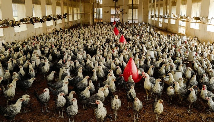  عمران خان کا’مرغی اور انڈوں ‘کا منصوبہ عالمی توجہ کا مرکز