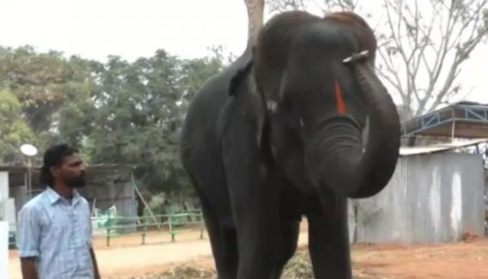 بھارت، ہاتھی کا ہارمونیکا بجانے کا شاندار مظاہرہ