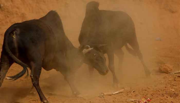 نیپال میں بیلوں کی لڑائی کا سالانہ میلہ