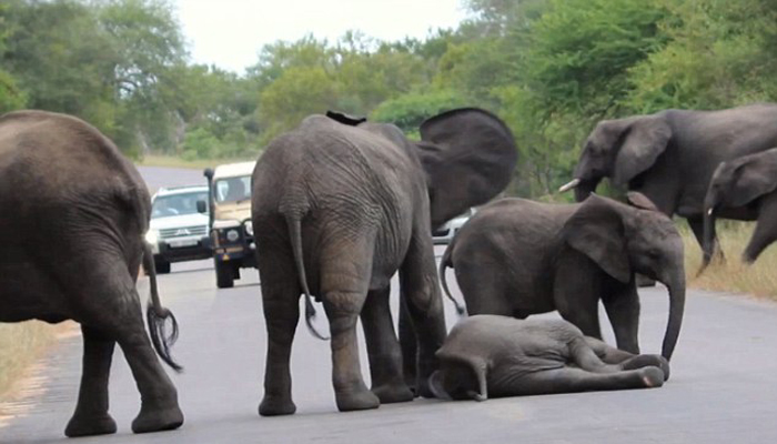 بھارت:سڑک پر ہاتھیوں کا دھرنا،ٹریفک کی روانی متاثر 