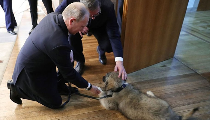  سربیا کے صدر کا پیوٹن کیلئے اعلیٰ نسل کے کتے کا تحفہ