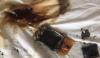 Phone Blows Up During Charging