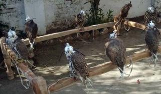 Wildlife Department Foils Smuggling Attempt In Thatta