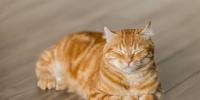 Case File Cat Murder
