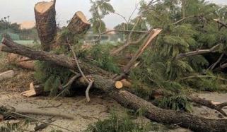 Badin Forest Finished In Thousands Of Acres Land