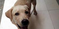 Unique Fir Of Murder Of Pet Dog Registered In Gujarat
