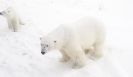 Emergency Declared As Polar Bears Invade Russian Town