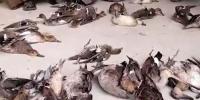 80 Precious Birds Recovered Arrested A Suspect