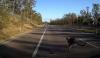 Driver Slams Into Kangaroo Before Being Rear Ended Australia