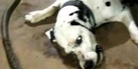 Pet Dog Dies While Fighting Cobra Saves Masters Family