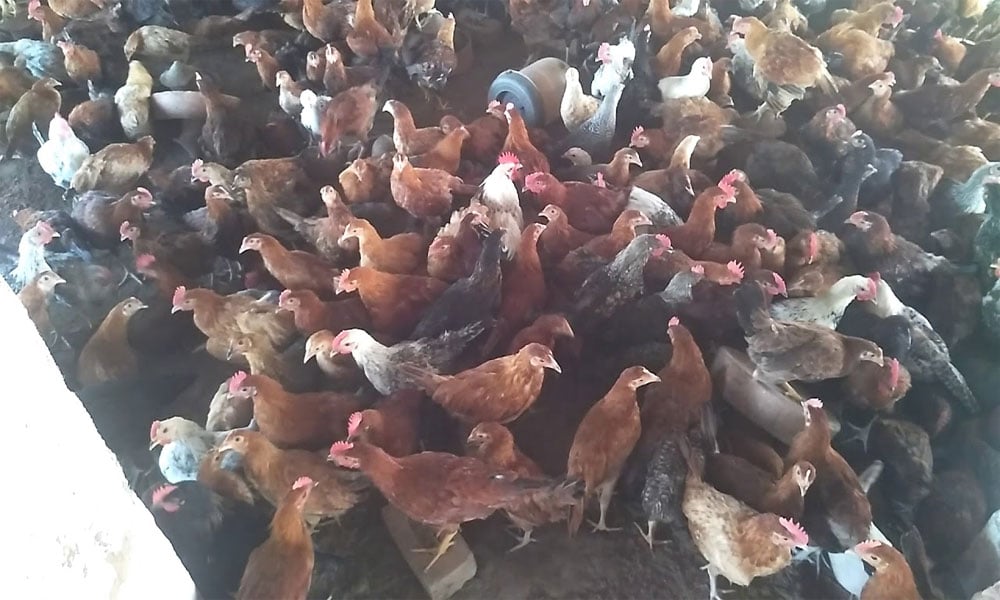 پنجاب میں مرغی پال اسکیم مؤخر