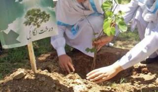 Plantation Campaign Of Women Of Swat Valley