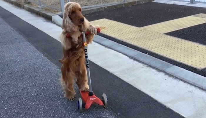 جاپان میں کتے نے اسکیٹ بورڈ چلا ڈالی