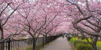 Cherry Blossom Season In Kawazu