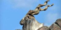 Another Us Citizen Hunts Markhor