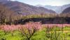 The Beauty Of Spring In Swat