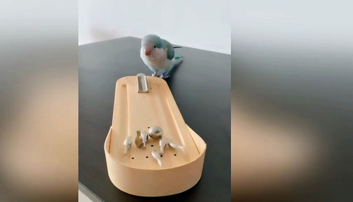 میں چھوٹا سا ایک طوطا ہوں پر کام کرونگا بڑے بڑے!!