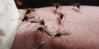 Mosquitoes Increase In Faisalabad