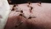 Mosquitoes Increase In Faisalabad