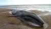 34 Feet Long Whale Found Dead On Coast Of Gwadar