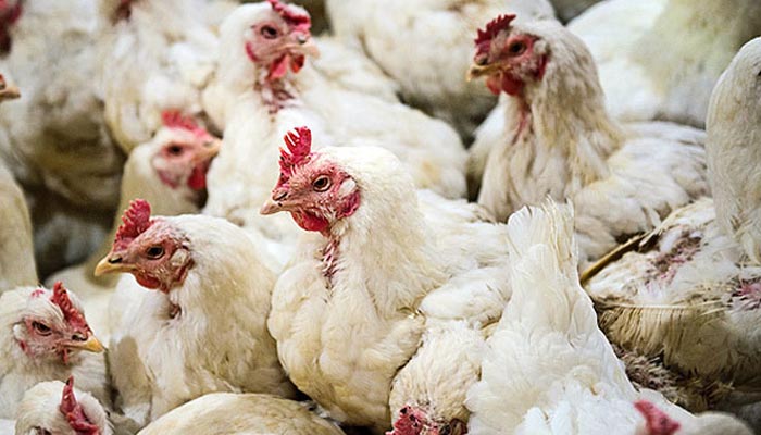 ڈیرا اسماعیل خان: شہری مردہ مرغیاں کھانے سے بچ گئے 
