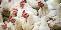 Food Department Recovered 1500 Dead Chickens In Dik