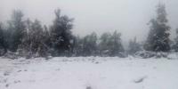 Snowfall In Ziarat