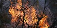 Fire Broke Out In Forest Of Bahawalpur Thousands Of Trees Burnt