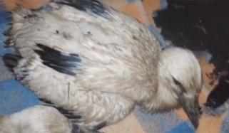 Mum Stork Protects Chicks As Lightning Sets Nest