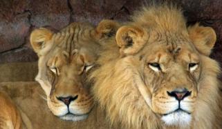 Raid In Lahore Illegal Pair Of Lion Recovered