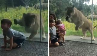 Lion Sneaks Up Takes Swipe At Little Boy Behind The Glass In New Orleans Zoo