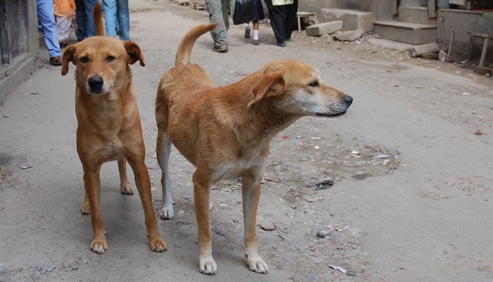کراچی: 12گھنٹوں کے دوران آوارہ کتوں نے59 افراد کو کاٹ لیا