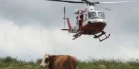 Italian Firefighters Airlifted Cow Calf By Helicopter After Falling Ravine