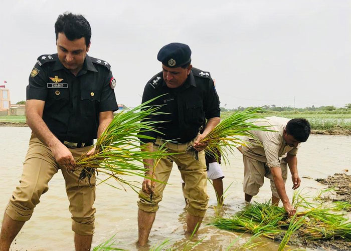 ایس پی ٹھٹہ نے شہید اہلکار کے کھیت میں فصل کاشت کی 