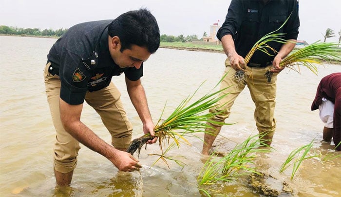 ایس پی ٹھٹہ نے شہید اہلکار کے کھیت میں فصل کاشت کی 