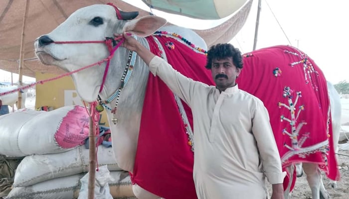 عید قرباں کی آمد آمد، شہر شہرمویشی منڈیاں سج گئیں